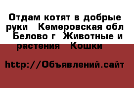 Отдам котят в добрые руки - Кемеровская обл., Белово г. Животные и растения » Кошки   